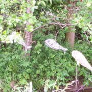 "Fliehende Fische" (Sabine Kinder)