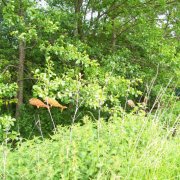 "Fliehende Fische" (Sabine Kinder)