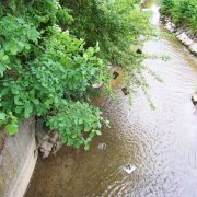 "Der Mensch und sein Ebenbild"